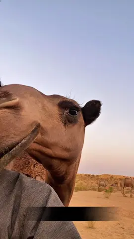 #غازي #البل #البدو #fyp #تصوير 