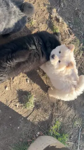 #viral #puppy #dog #chowchow #cute 