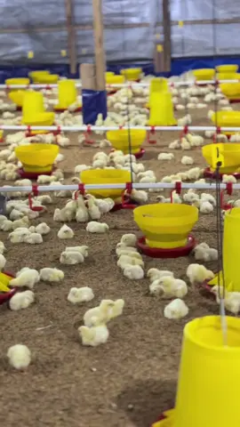 NoveliFarm #peternakpemula  #broiler  #peternakmuda  #pokphand_indonesia 