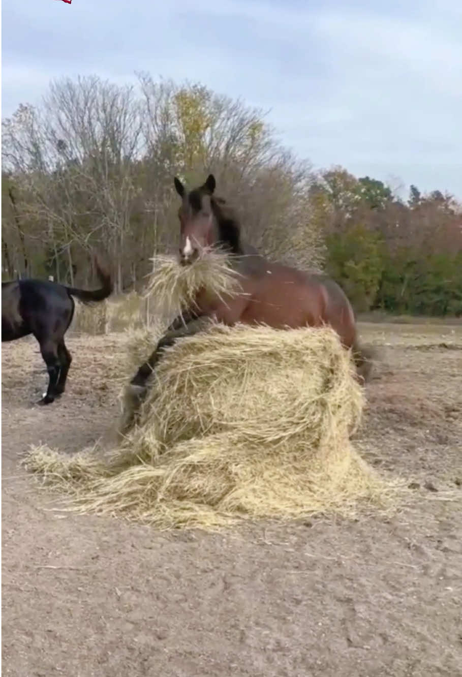 Horses are interesting and comical animals.🐴#fyp #funny #pet #cute#foryou#Horses #funnyHorses #funnytiktok#Horsessoftiktok #usa🇺🇸 #usatiktok #tiktok 