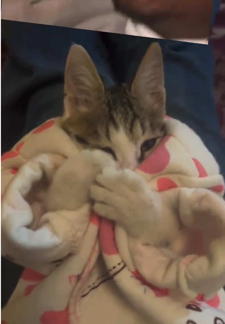 #cute #capcut #猫猫 #🇨🇳 #宠物 