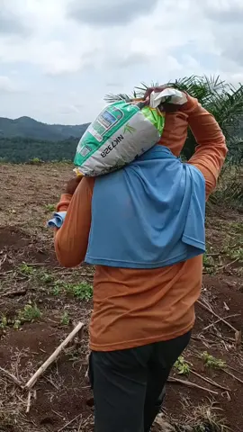 #tanam jagung#petani jagung Aceh biji NK semangat buruh tani bireun,,,