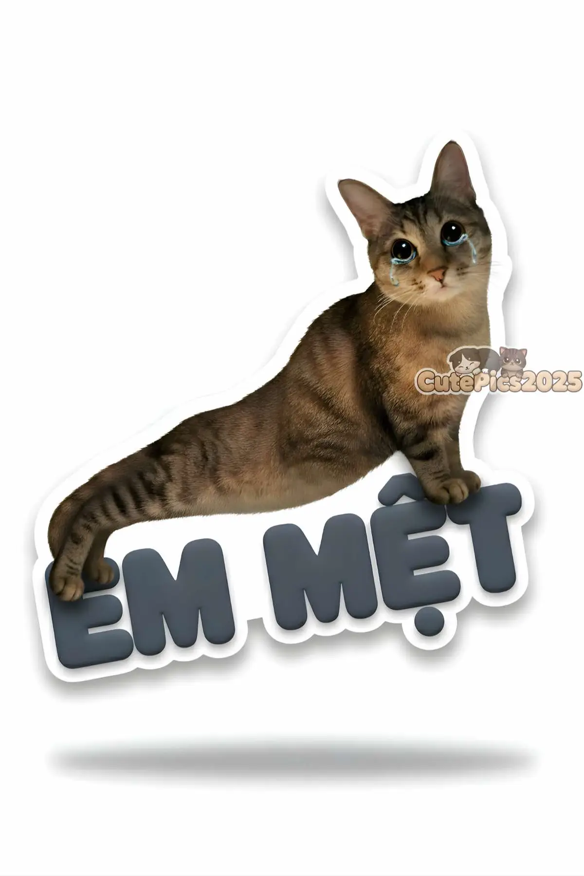 Hôm nay em cho bé Cát, con gái em, lên bộ sticker để lưu truyền thiên hạ 🤣 #fyp #xuhuong #chat #stickers #cat 