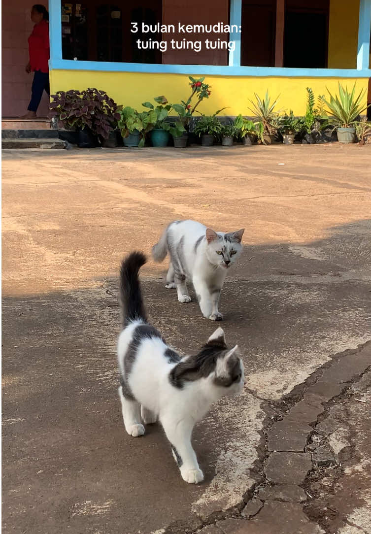 Bentar lagi gedean anaknya ini #masyaallahtabarakkallah #kucingpaskibra #bobothecat #catoftiktok 