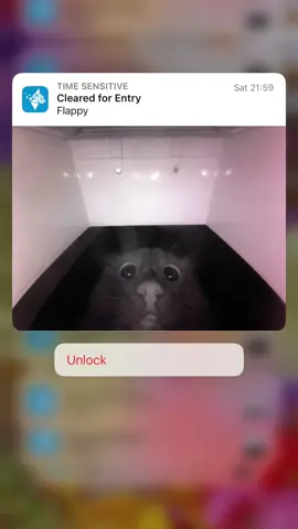 Recent visitors #catsoftiktok #PetsOfTikTok #catflapchronicles #onlycat #cats 