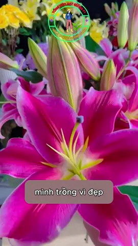 Mùa hoa đến rồi,các bạn thử tự tay trồng một vườn ly tô điểm cho sân vườn nhà bạn#hatgiong #hoa #tronghoa 