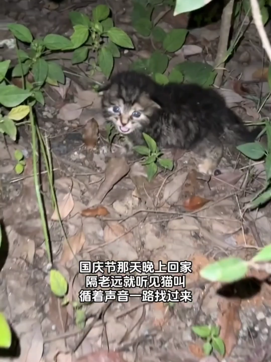 Found this so tiny kitten from outside in dark night #catoftiktok 