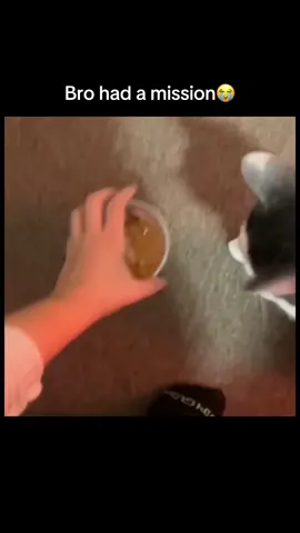 Bro had a mission  #fyp #memes #funny #viral #cats #cat 
