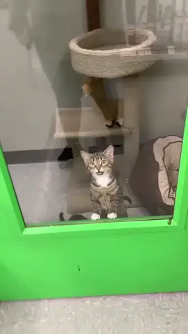 Adopt me neow! 😺  Follow us! 💕  #kitty #cute #cat #adopt #pet 