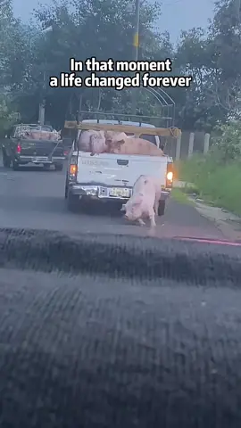 How the kind boy saved the pig#rescue #animals #rescuedeersoftiktok #pig