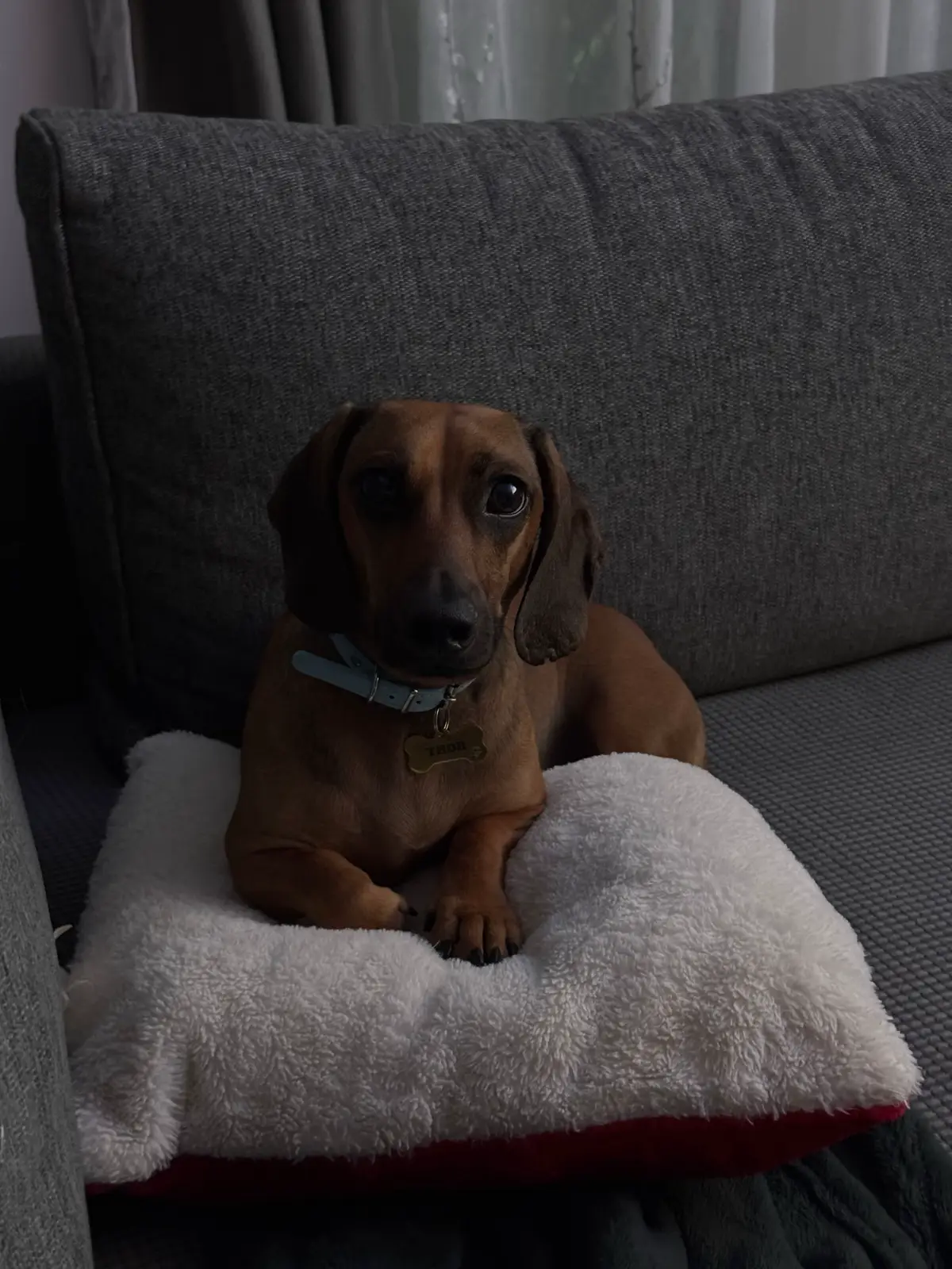 #dog #dogtok #teckel #dachsund #pup 