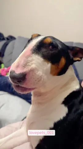 The dog is making strange noises.#dog #dogs #doglover #dogsoftiktok #funny #foryou #funnytiktok #funnyvideos #fyp #fypシ゚viral #funnyanimals #cute #usa🇺🇸 