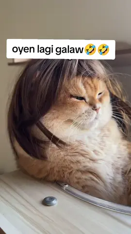 #oyenlagigalaw #viral #kucinglucu #jangkauanluas #fyppppppppppppp 