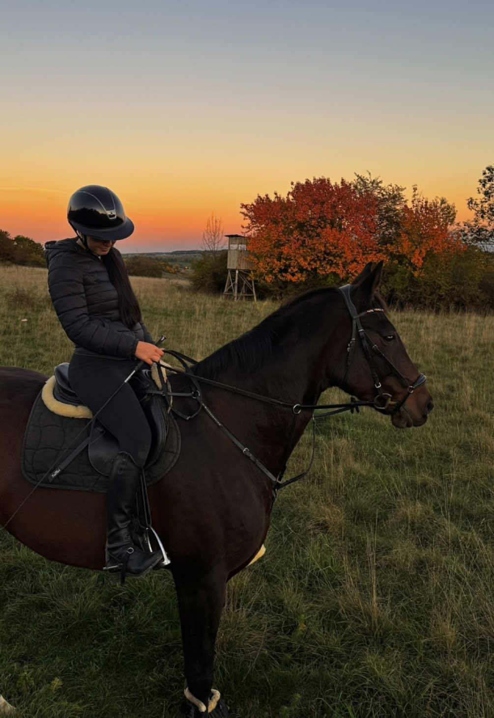 unreal ✨ #galopp #sunset #equestrian #fetzen #ausritt 
