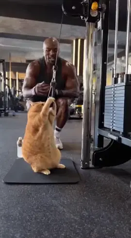 This cat takes the gym more seriously than I do #gymcat #funny #work #cat 