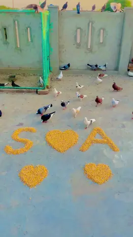 S❤️A #video #videoname #name #names #apnanam 