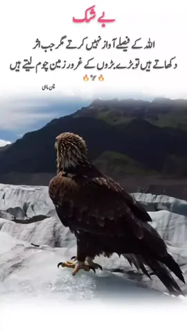 ‎The Solitude of the Falcon#for #fory #foryou #foryoupa #foryoupage 