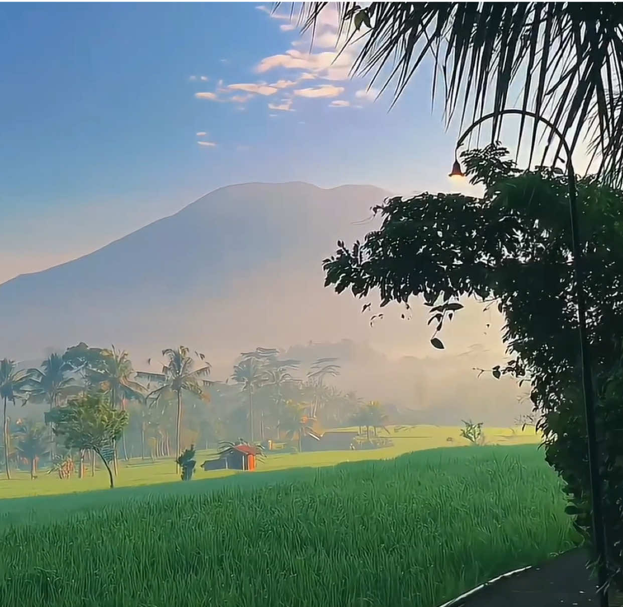 covid vibes | #fyp #foryou #aesthetic #sawah #fypシ 