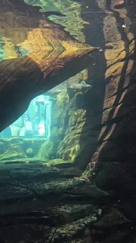 #sea #otter #ohio #swim #fyp Cute creature no care in the world... Akron Zoo