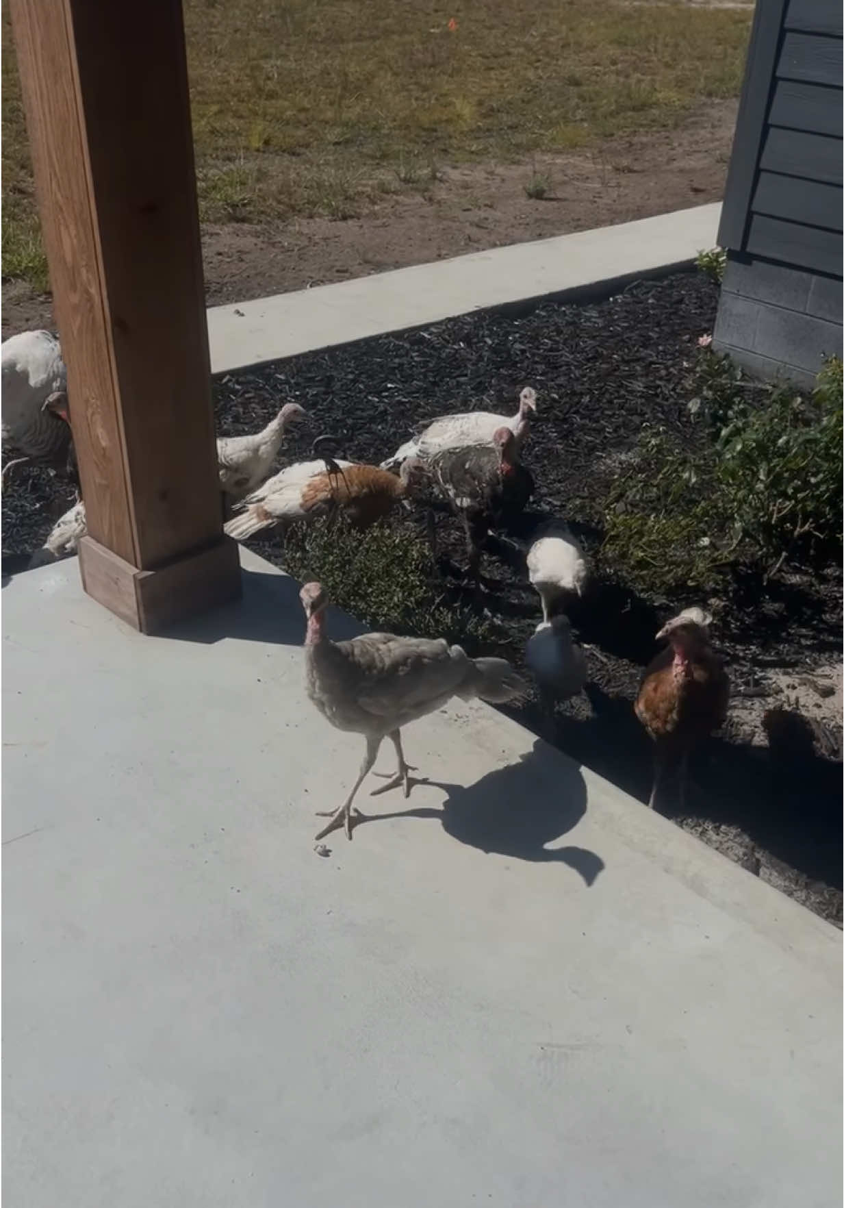 Just a crazy farm girl, living her dreams. #Farmers #FL #Turkeys #Chickens