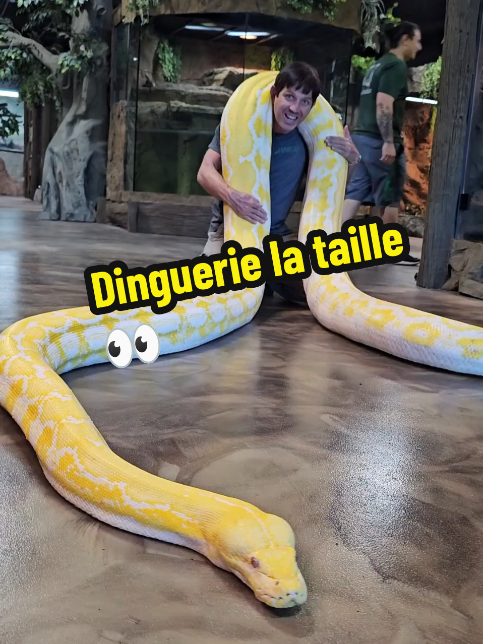 Impressionnant : regardez la taille de ce python réticulé albinos ! #serpent #python #albinos #geant 