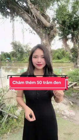 HỒ SĂN HÀNG thứ 6 châm thêm 50 em trắm đen size 4kg ăn lên cho ae dứt nha ae ơiiii. Như vậy chịu chi chưa ạ #sanhangngoctam #hosieutap #hocaungoctam 