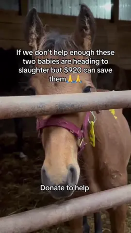 If we don’t help enough these two babies are heading to slaughter but $920 can save them#fyp #goviral #sanctuary #horse #londonlifestyle 