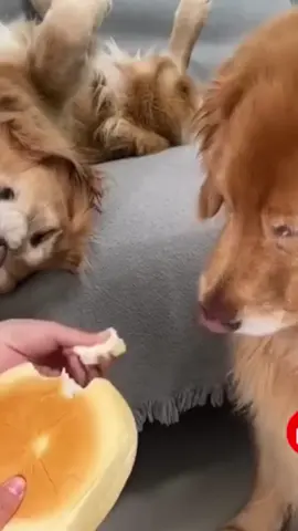 #dogcore #dog #fun #trend #bestof