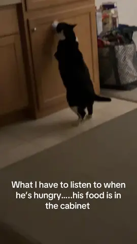 #hungrycat #chonkycat #feedmemore #furbaby 