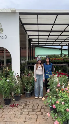 แวะมาหาเราหน้าร้านได้น้า 3xx.- กระถางใหญ่  คุ้มมาก ✨💕👀🌹 #treeno9 #ต้นไม้ #ดอกไม้ 