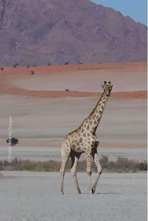 In the NamibRand Nature Reserve, giraffes defy the odds. Filmed here by Martin Greguš Jr. @Martin Greguš Jr., these giraffes are leaner and lighter than those found in other parts of Africa, having adapted to a desert existence. After decades of conservation work, the former farmland they call home is now a thriving arid wilderness.