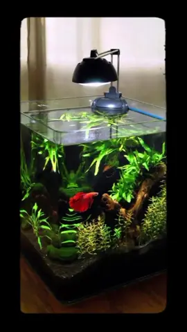 🌟 Dive into the World of Betta Fish: Turn Your Passion into Profit! 🐟✨ ** Ready to make waves in the pet industry? 🌊💰 Here’s how to create stunning betta fish and their luxurious enclosures that will have buyers lining up!  1. **Craft Unique Enclosures**: Design eye-catching, eco-friendly habitats that showcase your bettas’ vibrant colors. Think live plants, LED lighting, and custom decor! 🏞️🌿💡 2. **Quality Over Quantity**: Invest in top-notch breeding techniques to ensure healthy, vibrant bettas that stand out in the market. 🏆💖 3. **Engaging Marketing**: Use social media platforms to showcase your bettas in action! Create captivating videos, share customer testimonials, and host live Q&A sessions. 📱🎥✨ 4. **Build a Community**: Connect with fellow fish enthusiasts through forums, workshops, and social media groups. Word-of-mouth is powerful! 🗣️🤝 5. **Premium Pricing Strategy**: Justify your premium prices with exceptional quality and extraordinary customer service. Offer bundle deals or loyalty discounts for repeat buyers! 💎📦 Ready to splash into success? 💦 Join the betta revolution today! #BettasForSale #PetBusiness #AquariumLove #EcoFriendly #EntrepreneurLife   🐠💸
