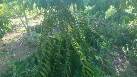 #fyppppppppppppppppppppppp #fypage #viral #petanikopi #kopirobusta #klonbongkok #kopipagaralam #kopilebat #petanimuda #petanimilenial 