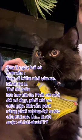 Ủa là hái cà xong chưa???#meomeomeo 