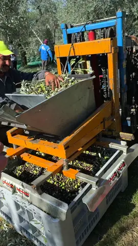 come raccogliere le olive e come pulirle in maniera veloce e efficace