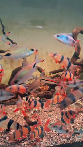 Sumatra & Borneo Pride,, #ikanhias #aquarium #clownloach #botia #barb 