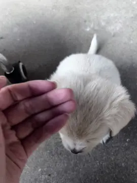 Awww little one 🐶  #pet #dog #puppy 