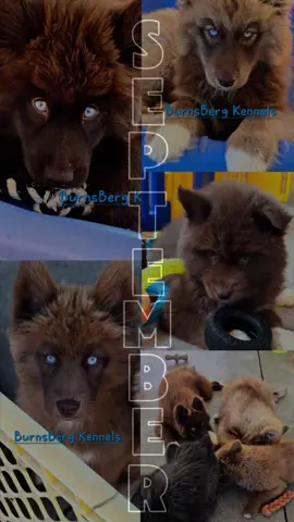 Hello October,  goodbye September. #burnsbergkennels #foryoupage #trending #viralvideo #october 