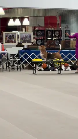 Bassethound Nationals25 🇺🇸 #bassethoundsoftiktok #dogsoftiktok #fyp #bassethound #bassethoundlover 
