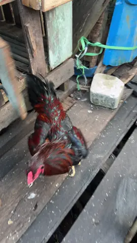 Rembooo🤪👋🏽 #bangkok #ayambangkok #garamcina 