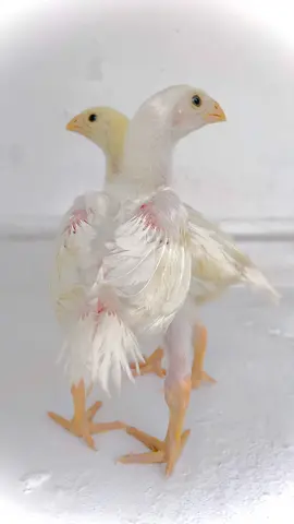 #Aseelzoo 