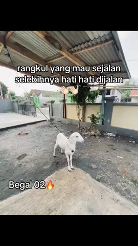 🫣#kerapankambingprobolinggo #kerapankambinglumajang #pecintankerapankambing #fyp24jam #bismillahfyp 