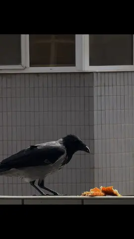 #tiktokazerbaycan🇦🇿 