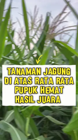 Jagung NK sumosakti pemupukan full naturagen #petaniindonesia🇮🇩🇮🇩🇮🇩🌿🌿 #jagung #naturagen #petanimuda #padi 