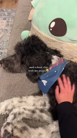 puppy vlog in med school and @Chick-fil-A #medschool #medstudent #medschooldayinthelife #studytok 