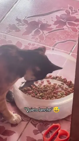 Quieto lanche😜 kkkkkkkk #ftypシ #memestiktok #gatitostiktok #viraltiktok 
