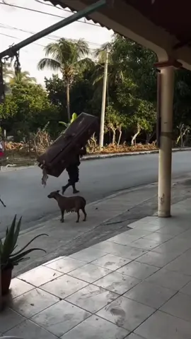 ta sẽ phá vỡ hư vô để mở Ra một con đường Cho nàng có thể tìm được phương hướng trở về nhà.! #wanglin #vuonglam #tiennghich #hh3dtq #xuhuong 