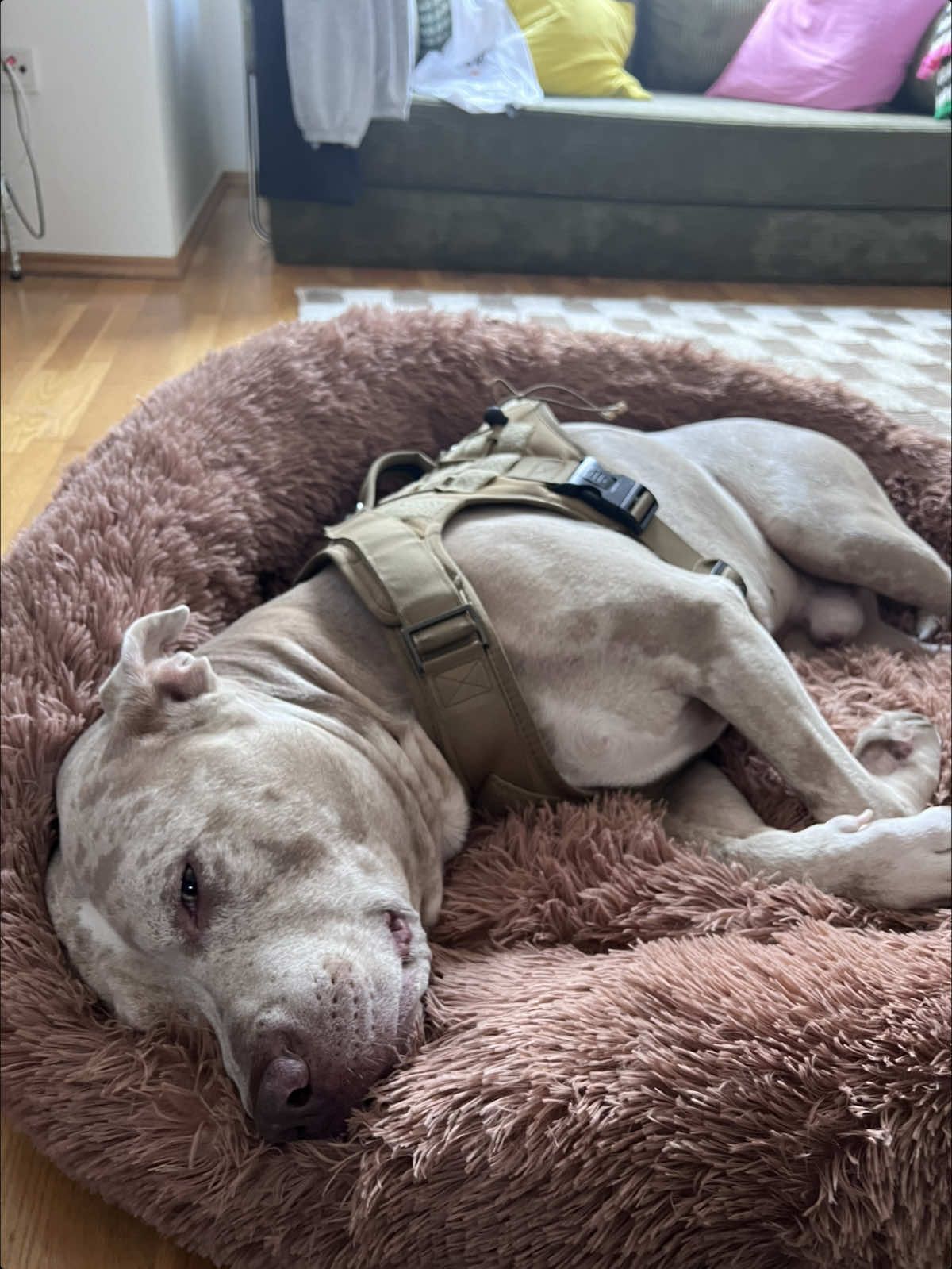 Wann eigenes Format? #fyp #amazonfinds 