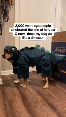 Crazy how traditions transform 😂 “Can i take this off now?” - Russell #halloween #dogsoftiktok 