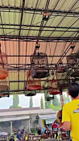 hormat juri le#kicaumaniaindonesia #muraibatu #fyp 